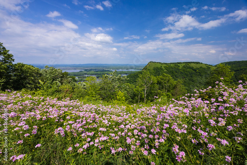 A Mississippi River Scenic Landscape with Wildflowers
