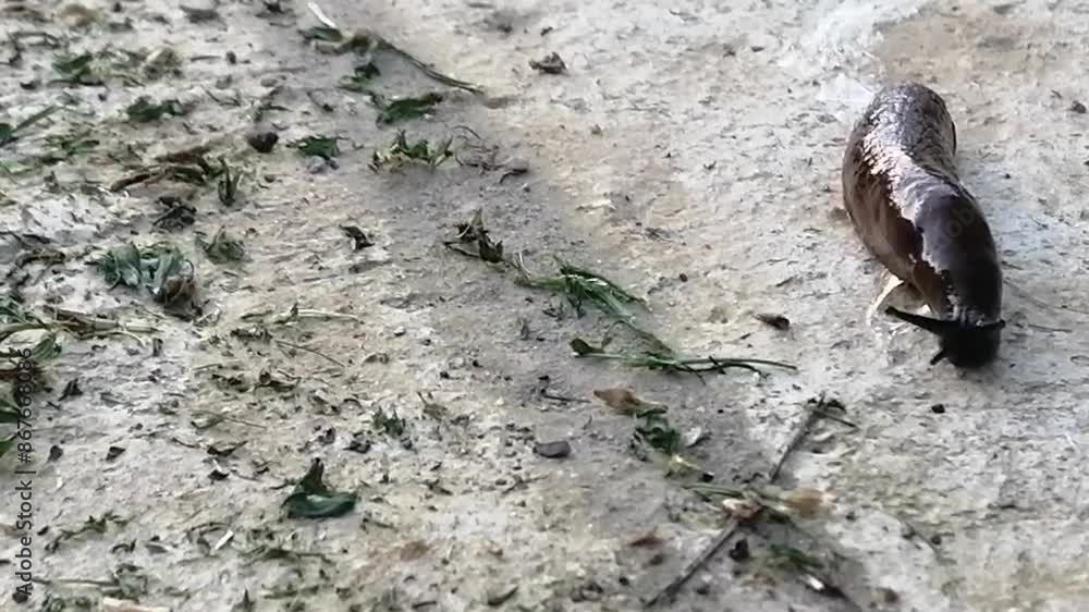 Roadside red slug in search of food, pest of gardens and vegetable gardens, Spanish slug Roadside red slug in search of food, pest of gardens and vegetable gardens, Spanish slug