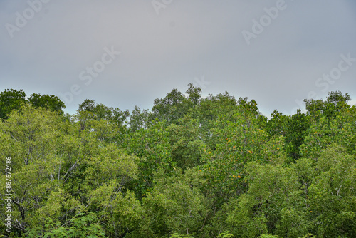 Beautiful green leaves blue sky nature background.