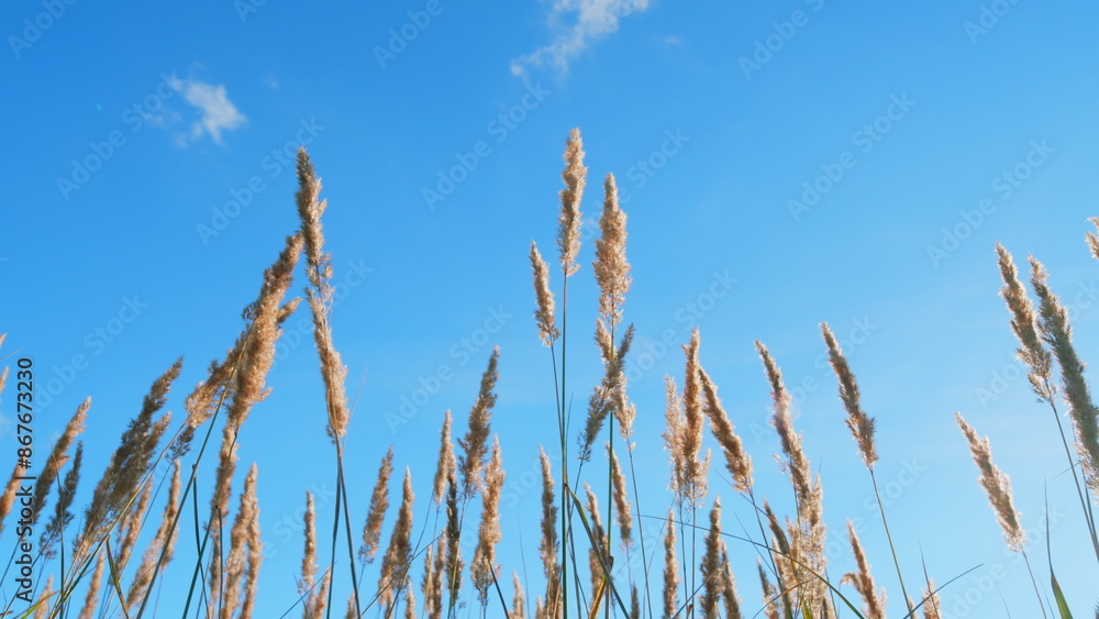 Obraz premium Reeds sway on wind with sun rays. Young reed stalks sway in wind at sunset. Low angle view.