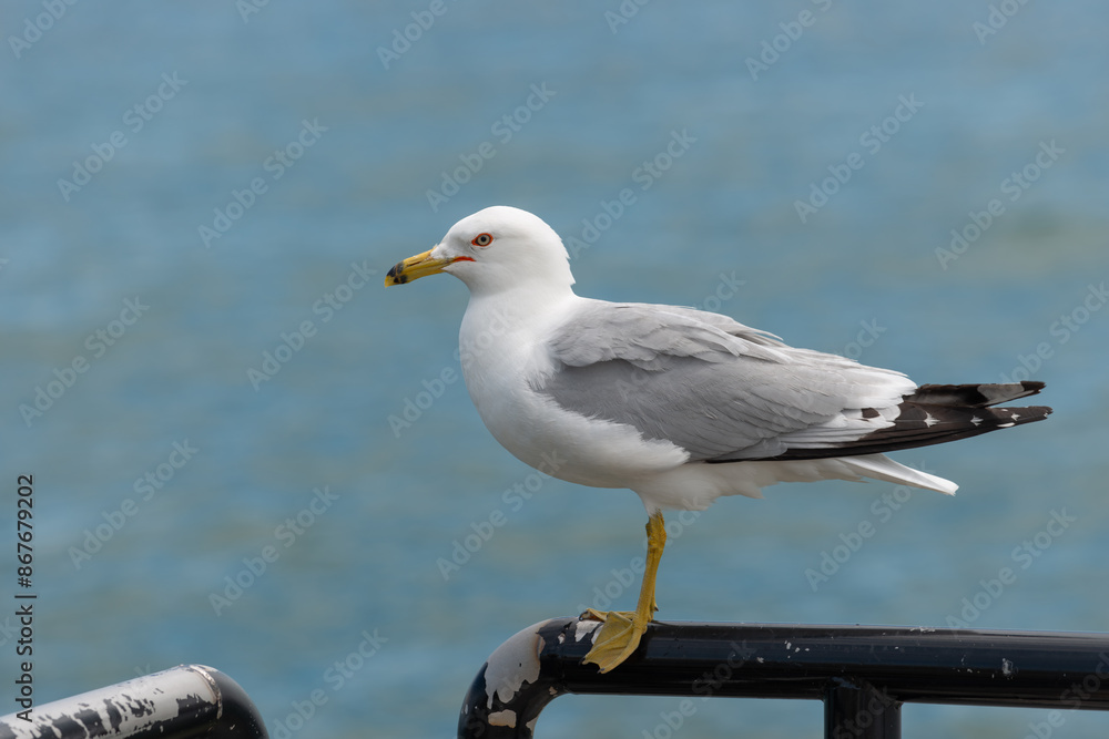 seagull with a gaze mixed of annoyance, expectation, and wariness seagull with a gaze mixed of annoyance, expectation, and wariness