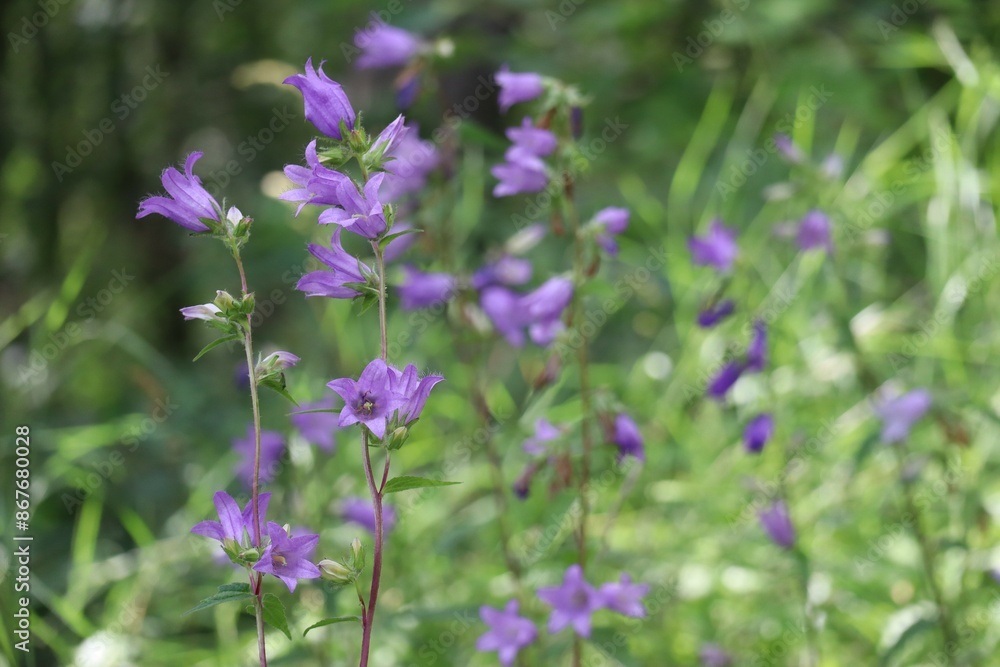 large Campanula large Campanula