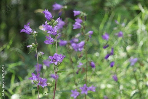 Wallpaper Mural large Campanula Torontodigital.ca