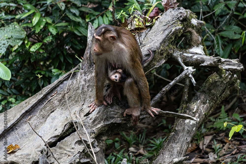 Fototapeta premium Cute funny monkey with baby in the jungle Malaysia