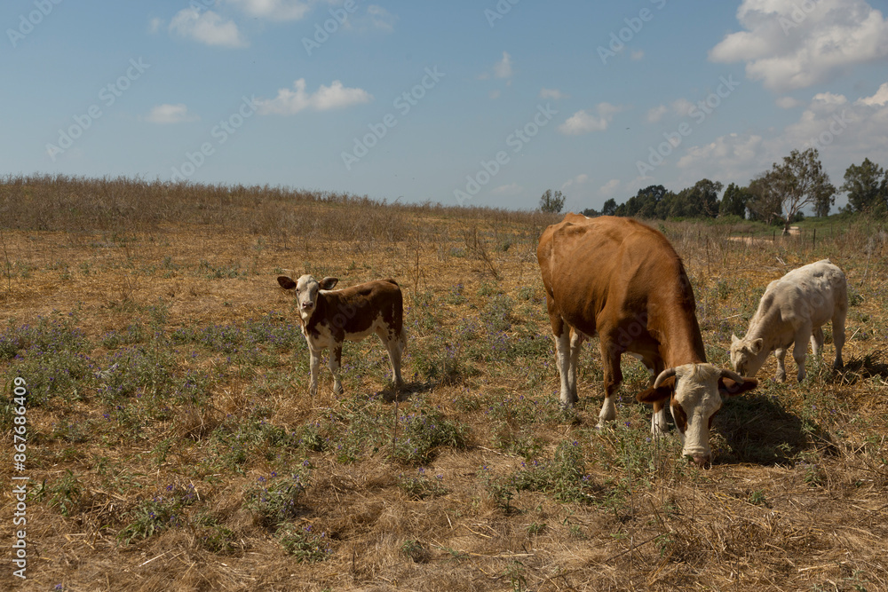 Pasture for large horned animals in the dry summer Pasture for large horned animals in the dry summer