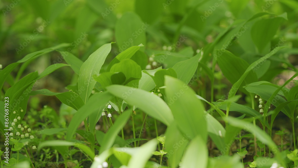 Blossoming flowers of lily of valley swaying in light wind outdoors in summer forest. Slow motion. Blossoming flowers of lily of valley swaying in light wind outdoors in summer forest. Slow motion.