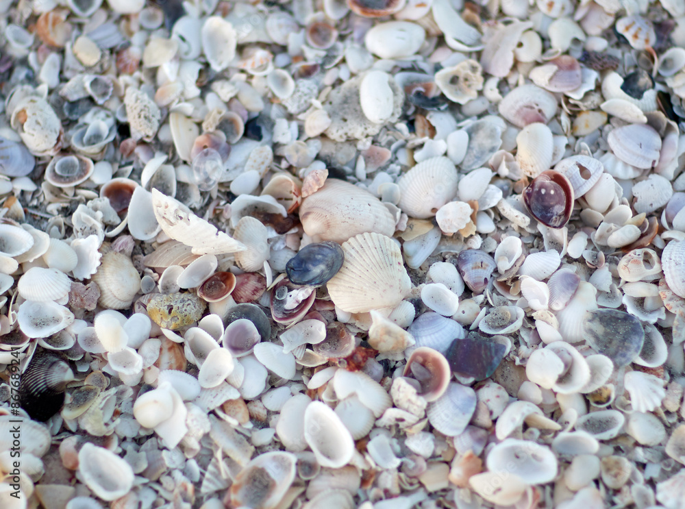 Sea Shells Sea Shells