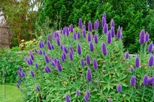 Beautiful purple 'Pride of Madera' shrub in a country garden in County Down photo