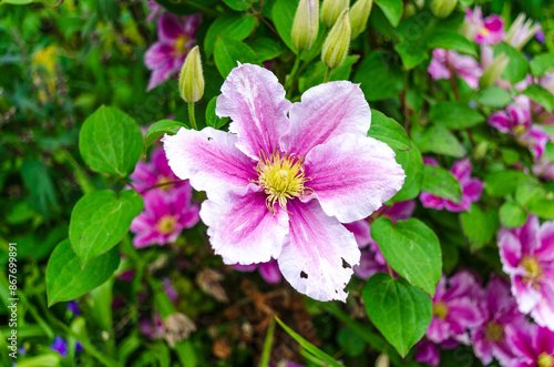Close-up of a delicate flower of the Clematis plant in a country garden in County down