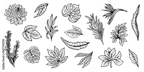 Set of leaves. Hand drawn decorative elements. Vector illustration.
