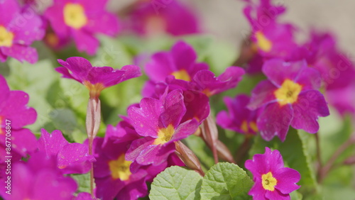 Nature concept. Primula juliae, also known as julias primrose or purple primrose. photo