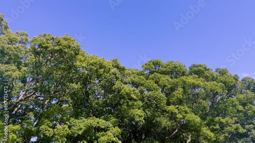 青空と緑の木々