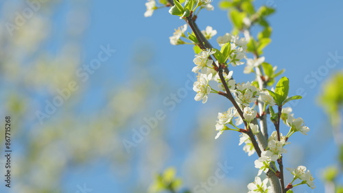 Blossoming of white petals of cherry flower. Flowers on tree or shrub. Slow motion.