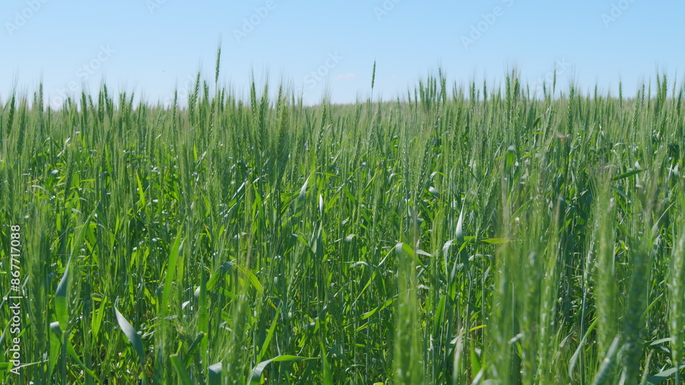 Obraz premium Green wheat swaying in the wind. Wheat ear in grain field. Ripening ears of wheat field. Ripe stakes field.