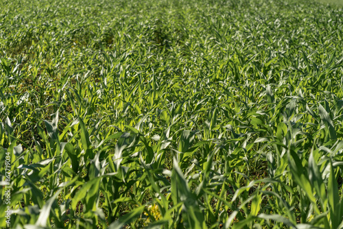 Agricultural field covered with young green corn under the summer sun