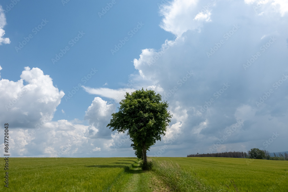 Obraz premium A row of trees along a hiking path in a green summer meadow against cloudy sky