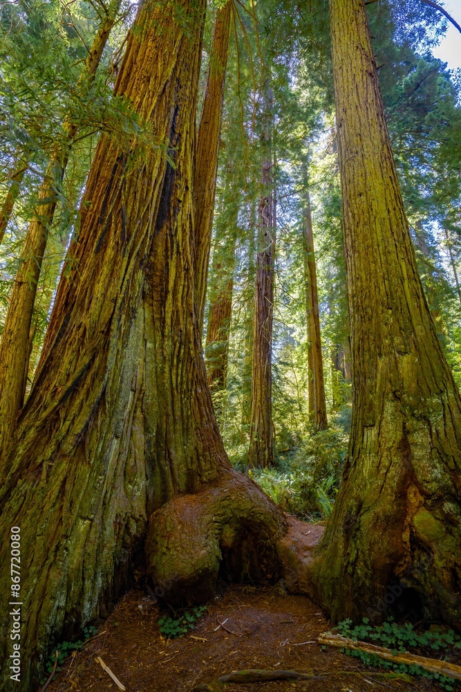Fototapeta premium Giant redwood trees in a forest in the Redwood National and State park near Crescent City California