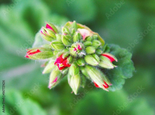 Geranium is a genus of 422 species of annual, biennial, and perennial plants that are commonly known as geraniums or cranesbills.