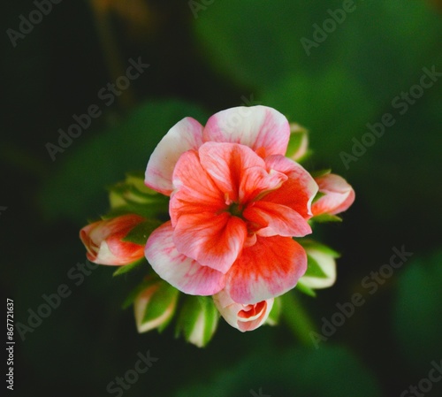 Geranium is a genus of 422 species of annual, biennial, and perennial plants that are commonly known as geraniums or cranesbills.