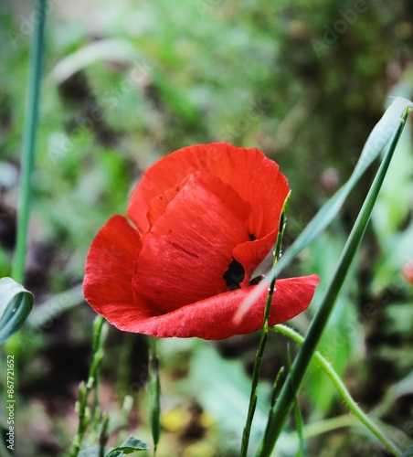 A poppy is a herbaceous plant, from the flowering plant family Papaveraceae, growing wildly in the mountains and side roads.  