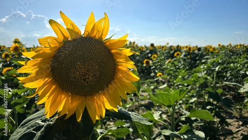 Sunflower in the field