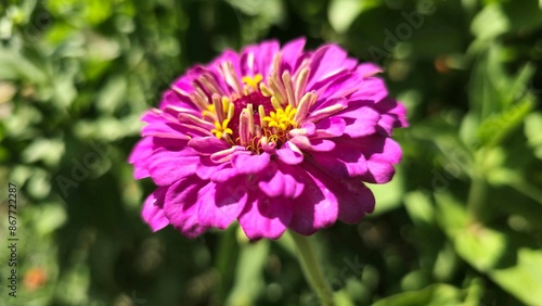 Beautiful purple flowers with green background