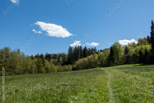 Fototapeta Naklejka Na Ścianę i Meble -  Hiking path through a green summer meadow with a forest in background against blue summer sky