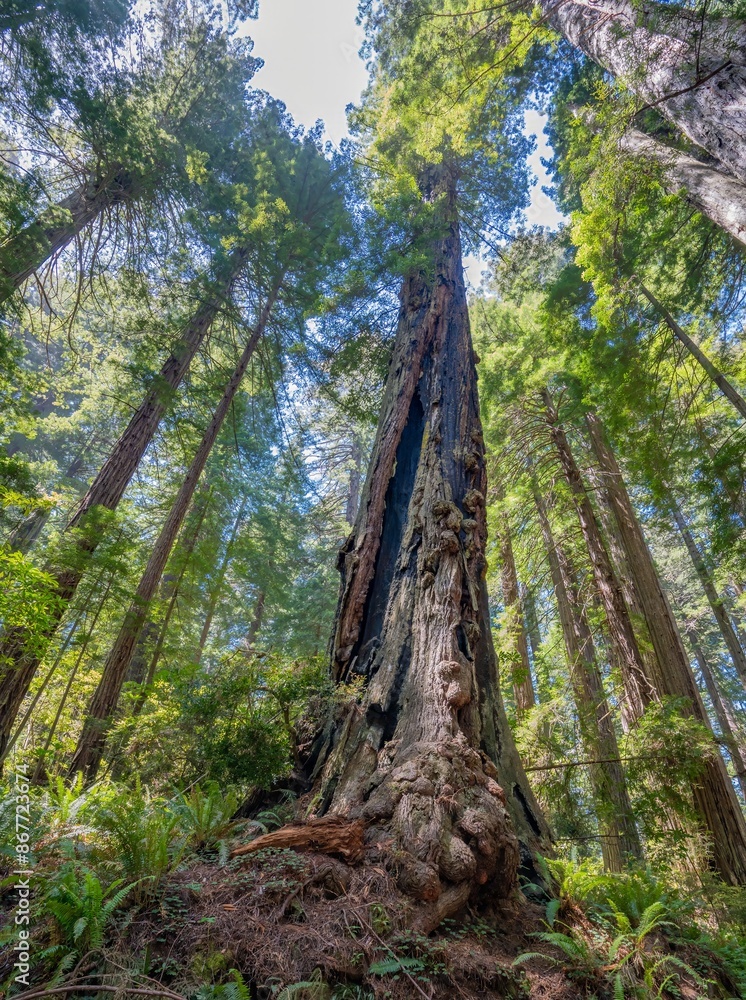 A Giant redwood tree reaches for the sky in a forest in the Redwood National and State park near Crescent City California A Giant redwood tree reaches for the sky in a forest in the Redwood National and State park near Crescent City California