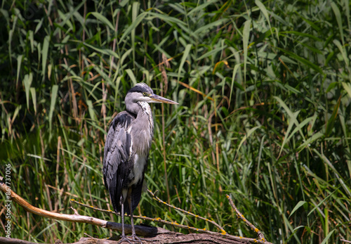 Heron grey Ardea cinerea in natural environment at Csepel island, Hungary