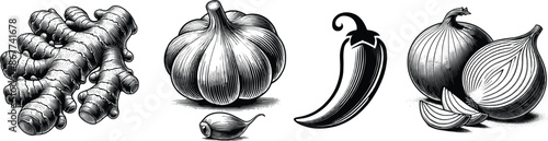 Set of different spices, garlic, ginger root, onion and chili peppers vector illustration.