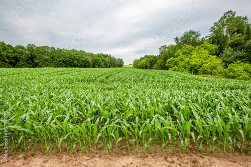 Wisconsin cornfield in early summer