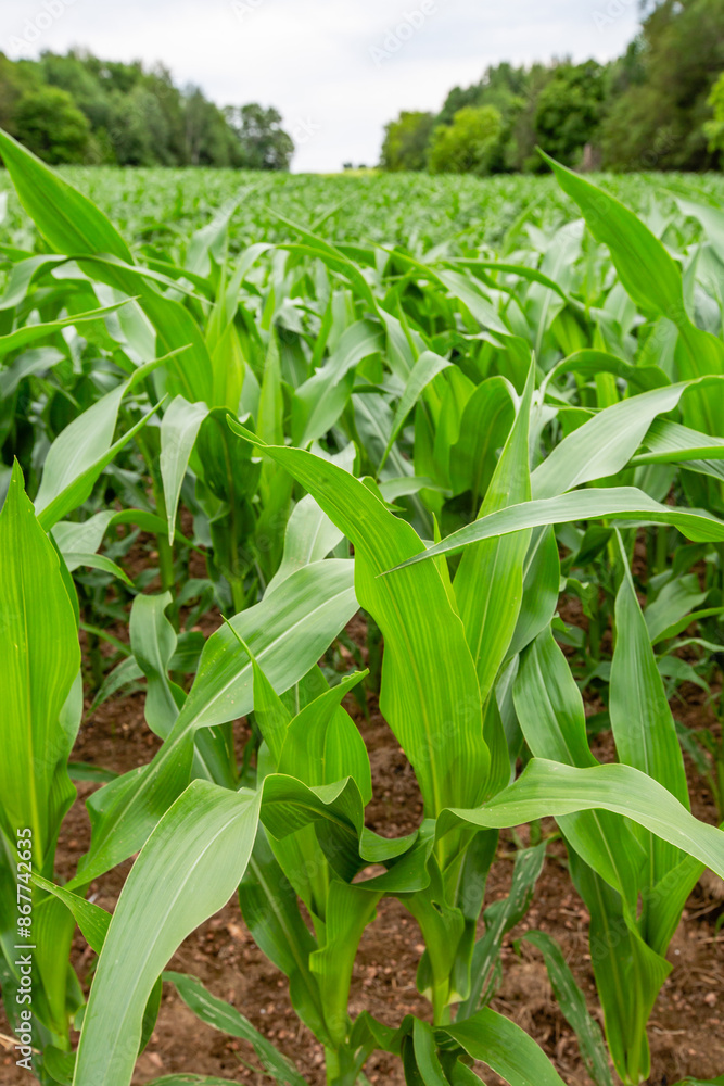 Wisconsin cornfield in early summer Wisconsin cornfield in early summer