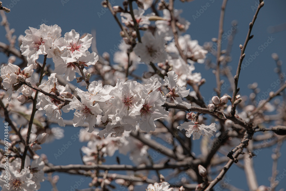 white flower of a spring-blooming almond tree white flower of a spring-blooming almond tree