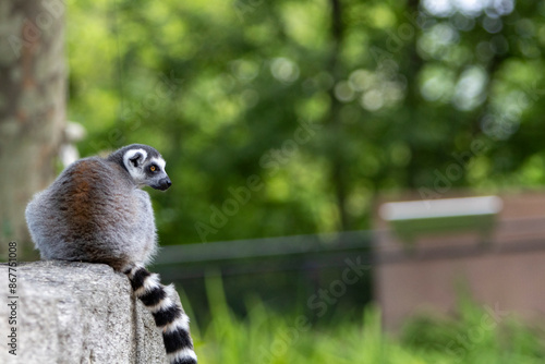 ring tailed lemur photo