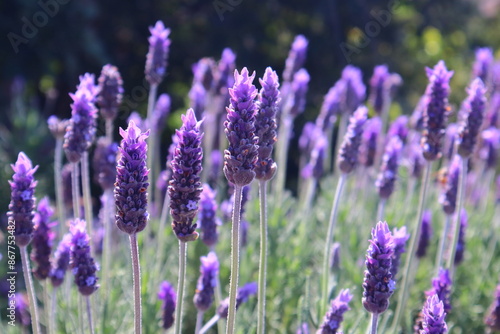 lavender field in region © qingtiger