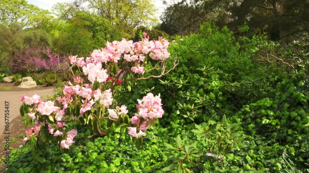 pink flowers in the park garden. London, UK, 14 May 2024 pink flowers in the park garden. London, UK, 14 May 2024