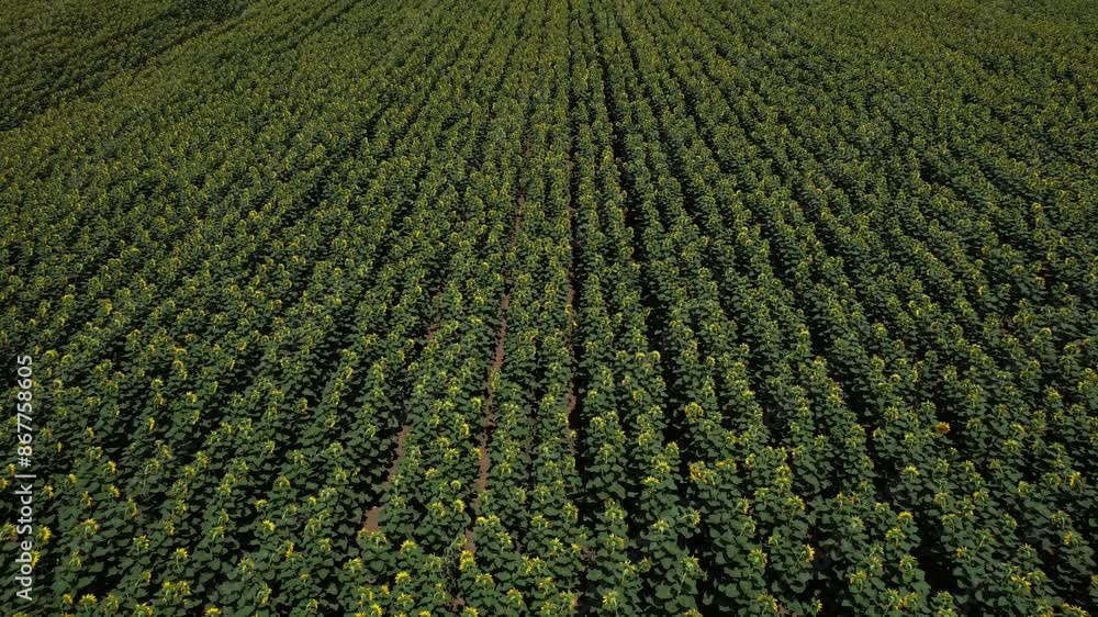 Aerial video over a blooming sunflower field on a sunny day, Israel Aerial video over a blooming sunflower field on a sunny day, Israel
