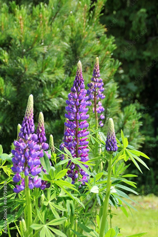 Obraz premium purple lupine, blooming flower, purple flower in the meadow, spring flowering 