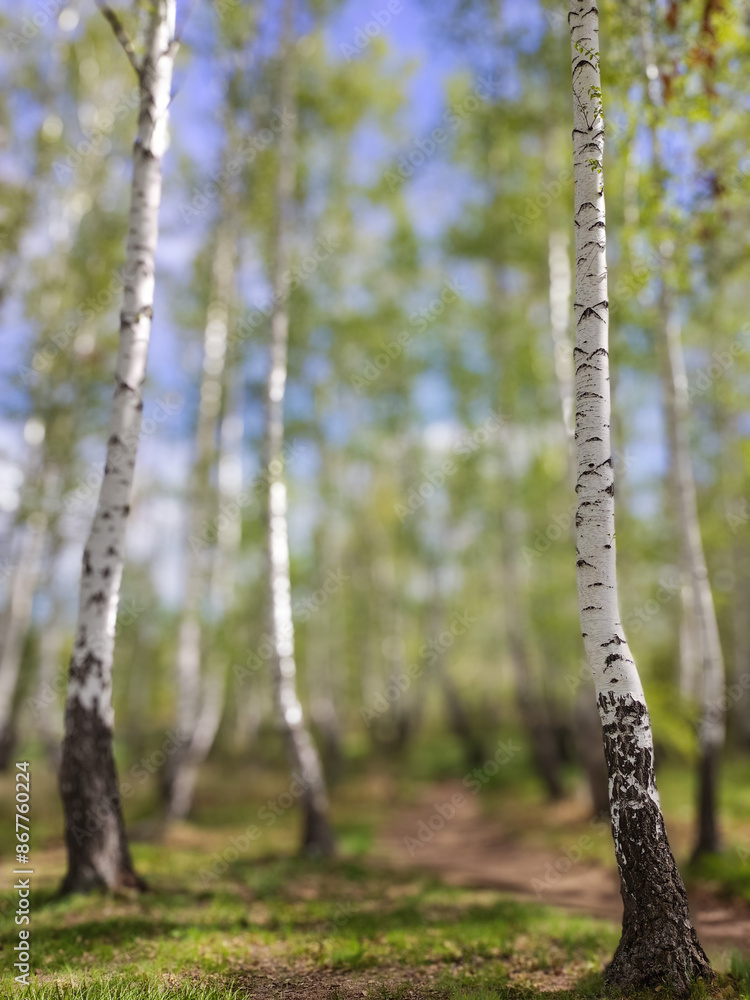 Fototapeta premium Birch Grove on Sunny Day. Lush greens, blurred tall trees. Nature background texture. Blurred image of birch forest in spring
