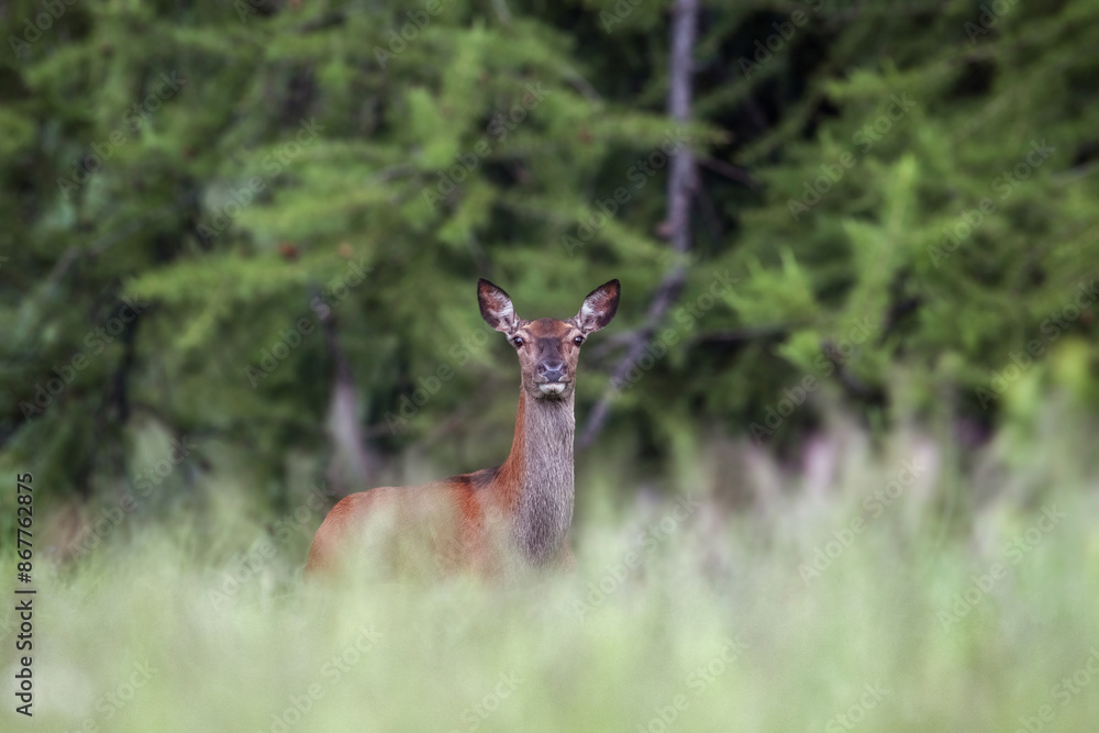 Wild female red deer also called doe or hind (Cervus elaphus), emerging from the tall grass of an alpine meadow against forest background, Alps mountains, Italy.