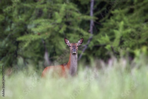 Obraz na płótnie Wild female red deer also called doe or hind (Cervus elaphus), emerging from the tall grass of an alpine meadow against forest background, Alps mountains, Italy. w salonie