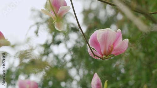 Branch Of A Blooming Pink Magnolia Tree In The Garden. Magnolia Shrub In Spring Garden. Close up. © artifex.orlova