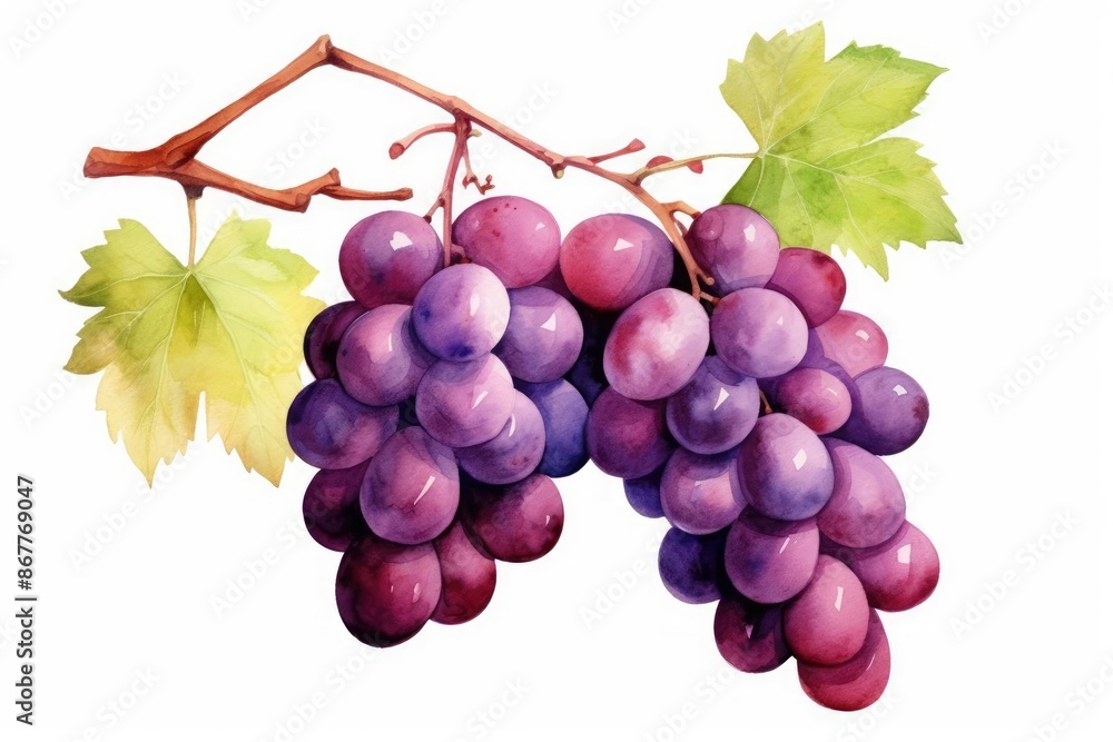 Fototapeta premium Grapes watercolor illustration isolated on white background