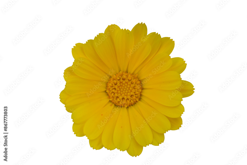 yellow marigold flower yellow marigold flower