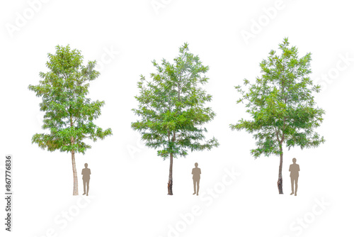 Wallpaper Mural Silky oak tree also known as Grevillea Robusta with lush green leaves against on transparent background used for collage Torontodigital.ca