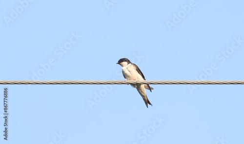 House martin on wire, Delichon urbicum, birds of Montenegro