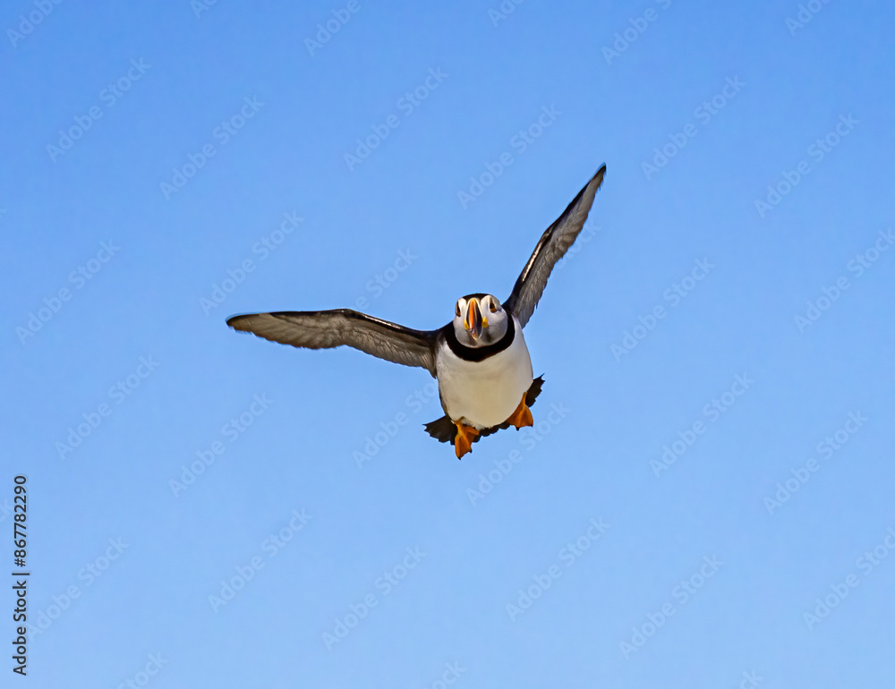 Atlantic puffin flying over Machais Island Atlantic puffin flying over Machais Island
