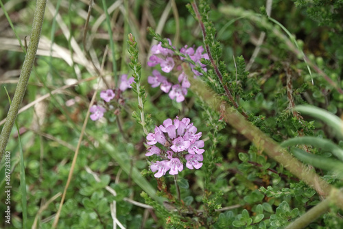 Wallpaper Mural Flowers of Wild Thyme (Thymus polytrichus) Torontodigital.ca