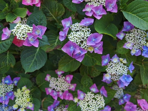 Aufgehende Hortensie photo