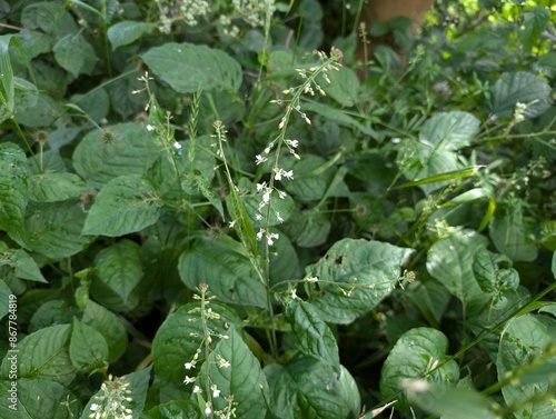 Bilde på lerret Leaves and flowers of Enchanter's Nightshade (Circaea lutetiana)
